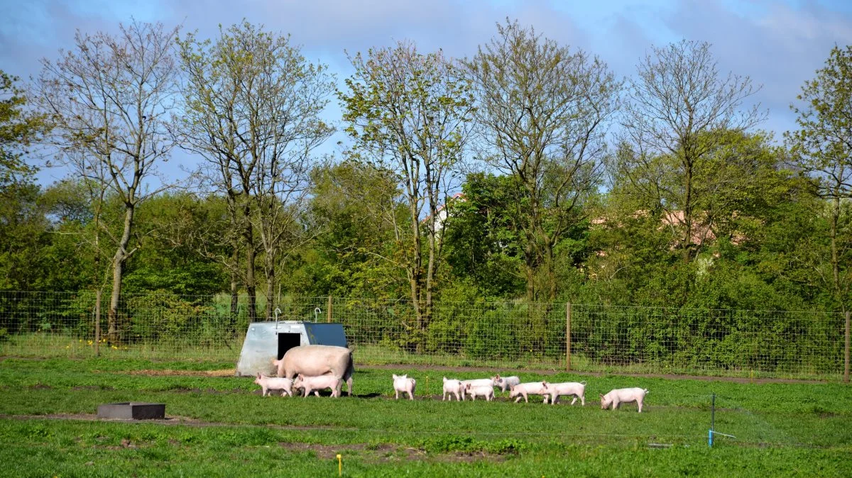 Center for Frilandsdyr inviterer sammen med Aarhus Universitet til temadag om økologisk griseproduktion under titlen »Robuste grise i robuste produktionssystemer«. Arkivfoto: Camilla Bønløkke