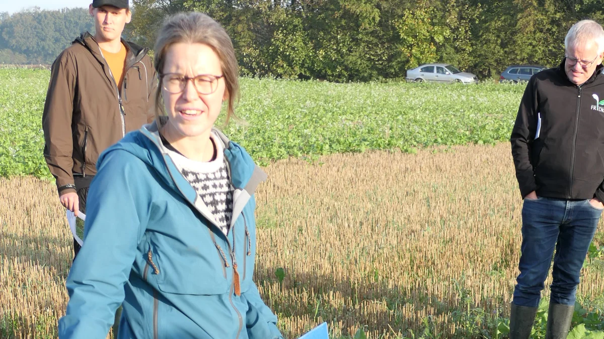 Specialkonsulent Nanna Hellum Kristensen viser rundt i landsforsøgene, der skal afdække etableringsmetoder og fremspiring af efterafgrøder sået før høst. Foto: Bøje Østerlund