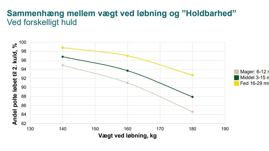 Kun cirka 85 procent af de tunge, men magre polte når frem til løbning til 2. kuld. Til sammenligning gælder det for næsten 100 procent af de små, men fede polte. Kilde: Seges Svineproduktion, meddelelse nummer 1206