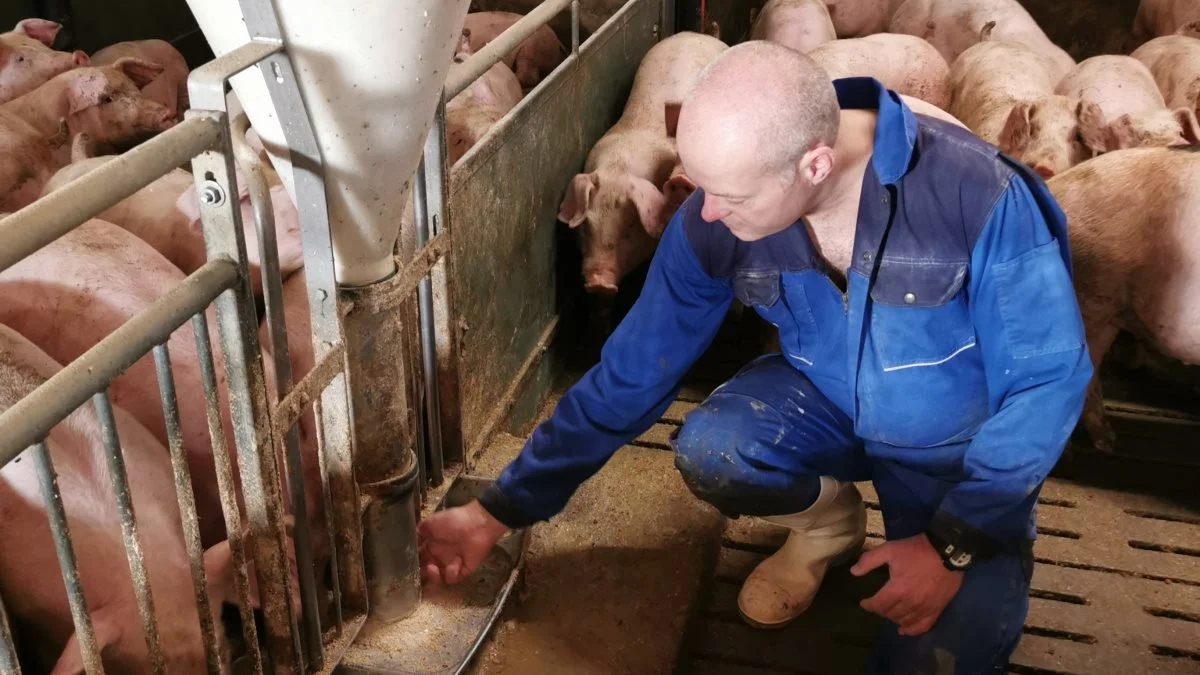 Blandingen til slagtesvinene på Bygballe er ganske traditionel med byg, hvede, rug, sojaskrå og sojaolie. Med Bioplus YC kan råprotein- og aminosyreindholdet sænkes, så blandingen under samme forudsætninger kun stiger med 1 øre pr. FE. 