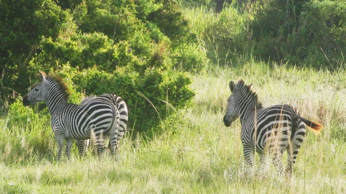 Tanzania har landbrug i mange afskygninger, nationalparker med et fantastisk rigt dyreliv og en befolkning, der nok er fattig efter vores målestok. Fotos: Niels Damsgaard Hansen