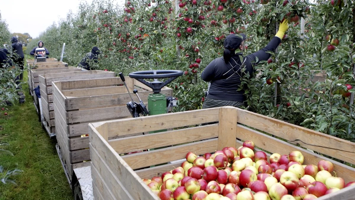 I Svendborg Kommune ligger der 270 hektar med æbletræer Billedet er fra Fyns største frugtplantage hos Orskov Foods i Oure. Arkivfoto: Erik Hansen
 
