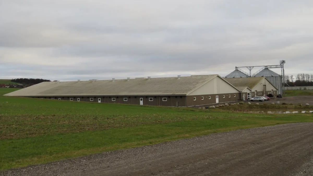 Det kræver et meget stærkt finansielt beredskab hos smågriseproducenterne at håndtere de ekstreme prisudsving likviditetsmæssigt. Derfor ønsker nogen af dem at opnå stabilitet omkring deres afsætning ved at etablere egen slagtegriseproduktion. Arkivfoto