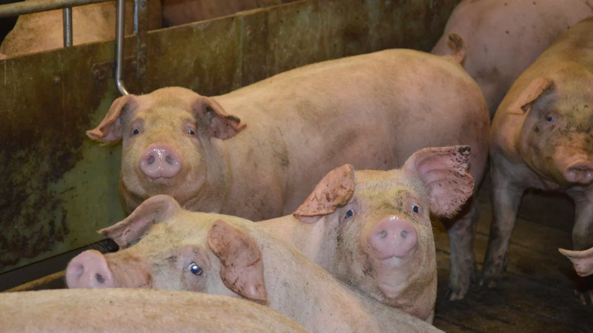 Modelberegninger baseret på data fra otte slagtesvinebesætninger viser en gennemsnitlig udledning af klimagasser pr. kg levende vægt på 2,31 kg CO2 eq. Arkivfoto: Camilla Bønløkke