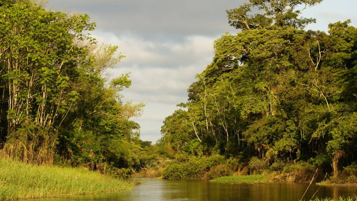 Der er blevet længere mellem de områder af Amazonas-regnskoven, der ikke er afskovet på grund af dyrkning af palmeolie, der ofte ikke foregår bæredygtigt. Foto: Colourbox