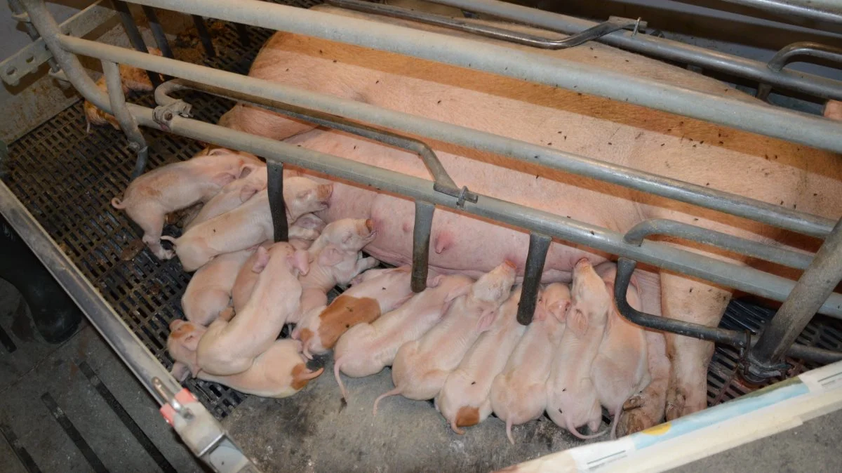 I soholdet i Gudum havde de egentlig kæmpet længe med mykotoksiner, uden at de vidste, at det var det, de kæmpede med. Nu trives søer og pattegrise igen i besætningen.