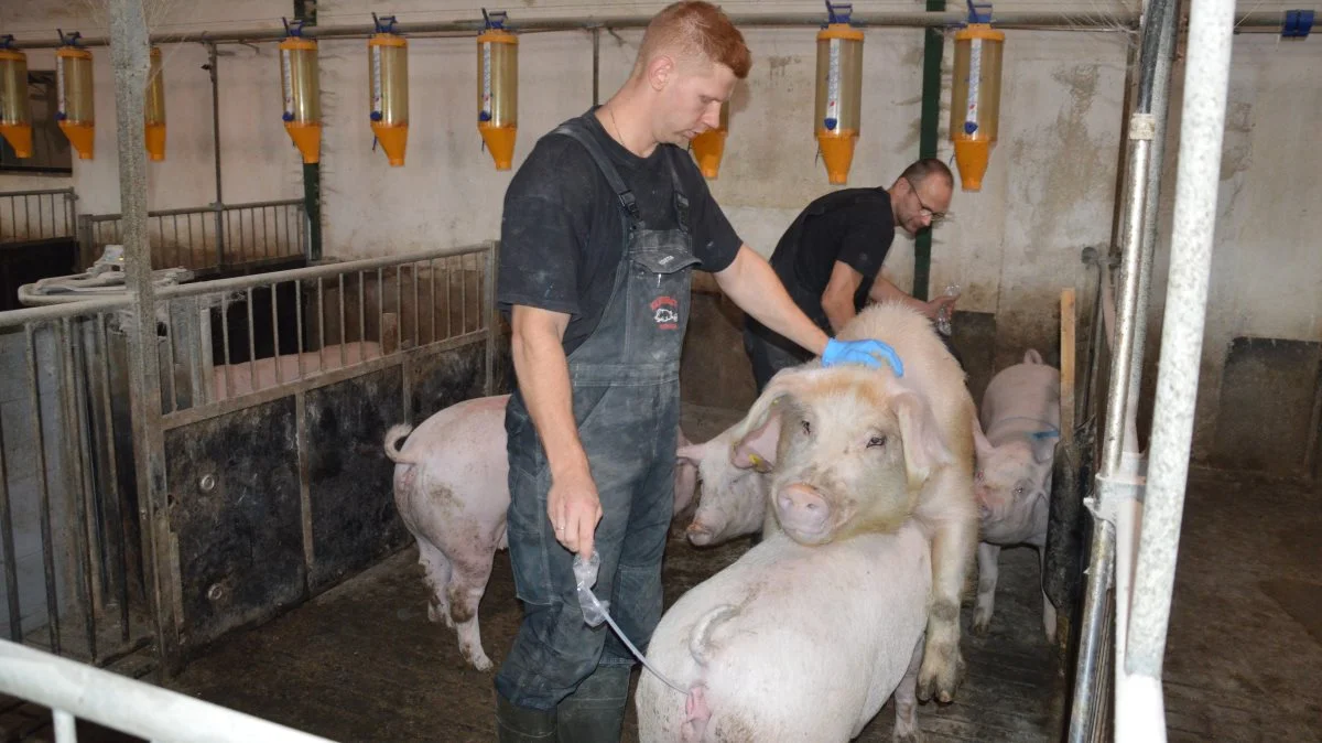 Dårlig brunst hos især poltene var tidligere et problem hos Sandgrav-Gudum, men de udfordringer er der heldigvis ikke mere. Her er det Kostia Kulyk og Ole Sandgrav, der med god hjælp fra staldens bedste orne får klaret dagens polteløbninger.