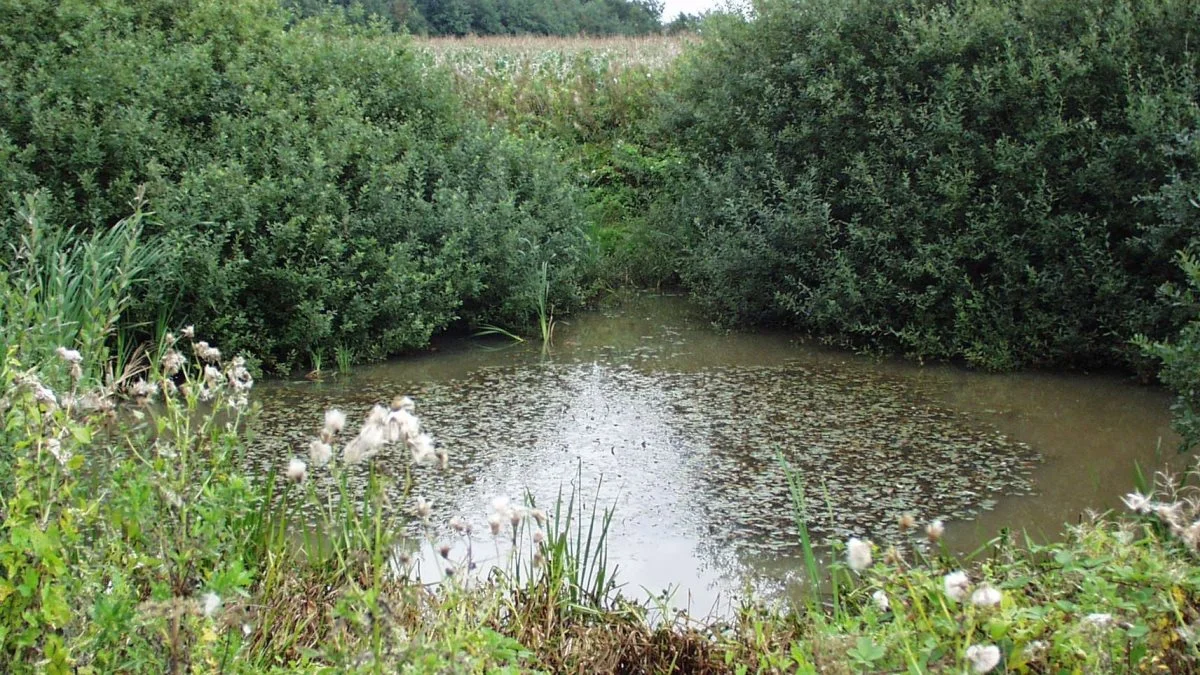I forbindelse med Fødevarestyrelsens rengøring efter fugleinfluenza i Ole Vorres besætning er vaskevand med gødning røget i fire vandhuller, skriver landmanden i dette indlæg. Han tilføjer, at han savner hjælp fra kommunen efter, at han har bedt styrelsen om at sørge for, at vandhullerne bliver renset op. Arkivfoto