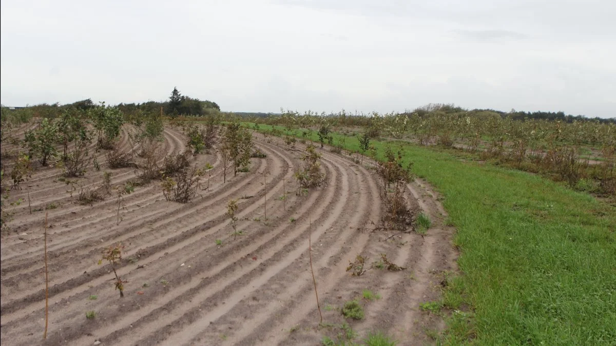 Det går langsomt at få udbetalt tilskud til skovrejsning. Foto: Line Brusgaard