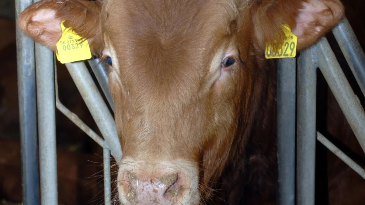 Danish Crown Beef hæver nu noteringerne for hun- og handyr på grund af en usædvanlig høj efterspørgsel. 