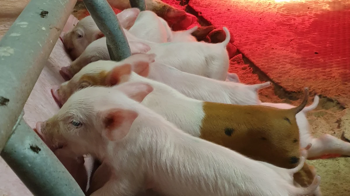 Gennem en fokuseret indsats er det lykkedes at sænke total-pattegrisedødeligheden på Sønder Hattens fra 19,7 procent til kun 16,4 procent. Foto: Clara Margarita Lundby

