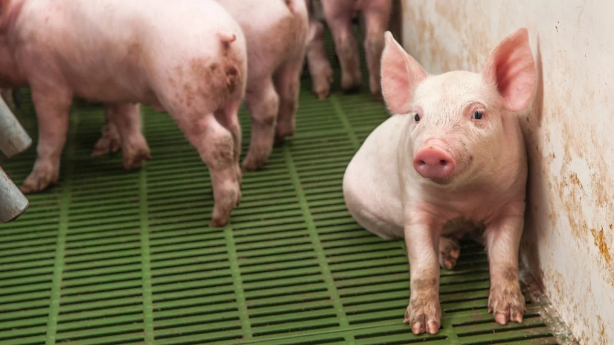 USDA forventer, at produktionen af svin vil falde i Kina. Foto: Colourbox.