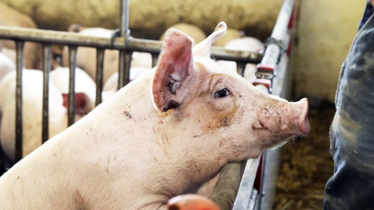 2021 har været et hårdt år for danske griseproducenter, og priserne er stadig under stort pres. Heldigvis har flere producenter opbygget en økonomisk robusthed i kølvandet på de gode resultater i 2019 og 2020, lyder det fra Patriotisk Selskab. Arkivfoto