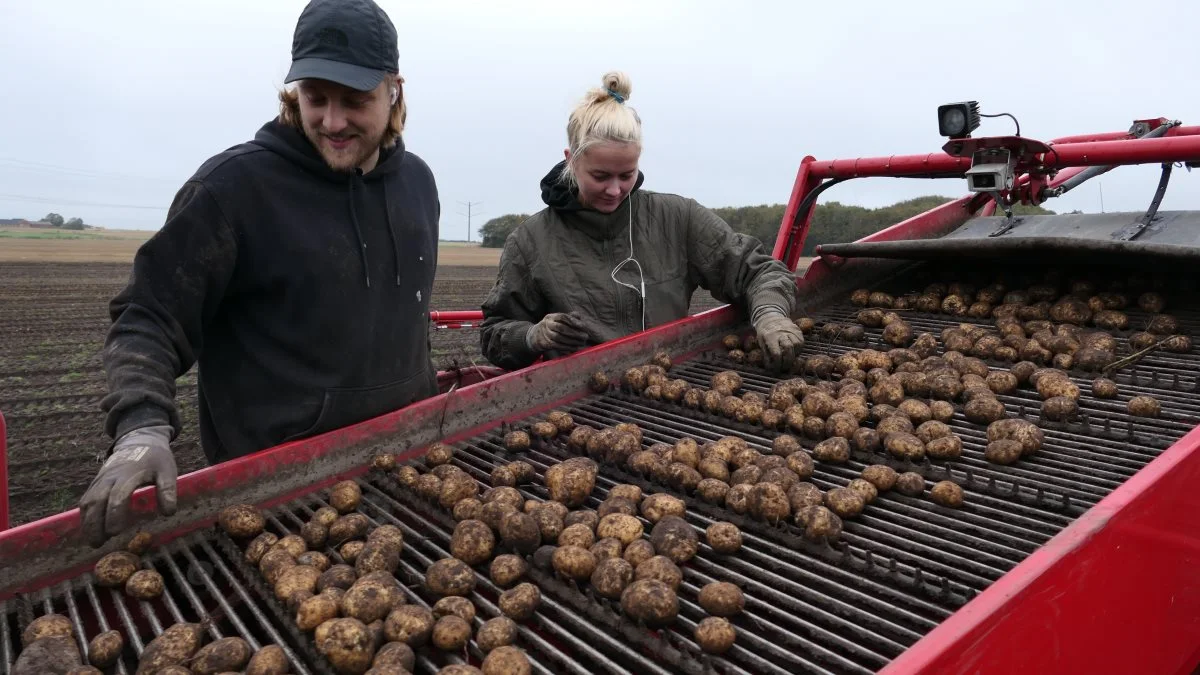 Marcus Møller Sørensen og kæresten Mai Gjødvad står her i efterårsferien på kartoffeloptageren hjemme på bedriften nær Bording hos faderen Kristian Møller Sørensen.  Til dagligt læser begge de unge på Erhvervsakademiet i Herning. Foto: Bøje Østerlund