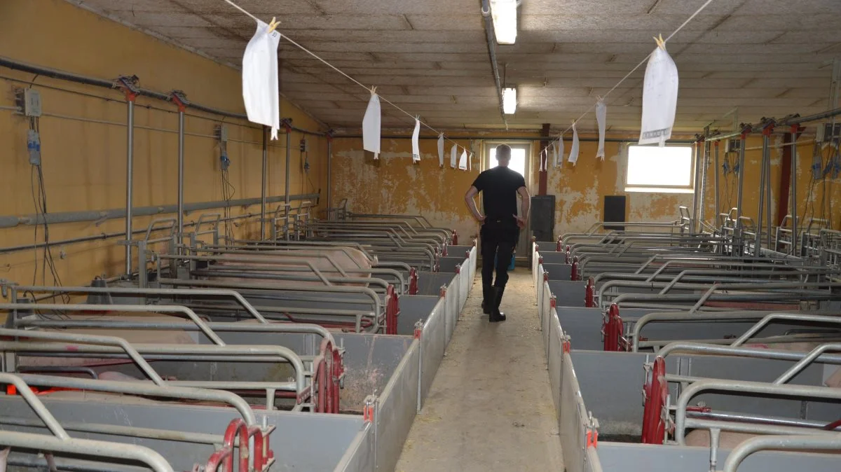 Noteringen er faldet med 30 procent. Samtidig er korn og færdigfoder steget med 15-20 procent. Det er et kedeligt kryds, men hvordan det rammer den enkelte bedrift, afhænger meget af produktionen. Arkivfoto