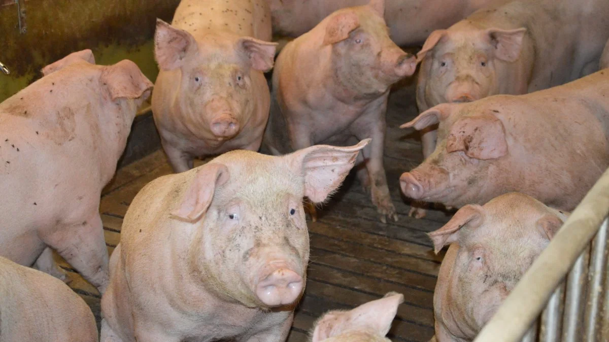Ifølge Kristian Nielsen ser det knap så galt ud for slagtesvineproducenterne. Selvom de har betalt mange penge for de første grise, som er leveret til lav notering, så har de ifølge rådgiveren nu længe kunnet købe grisene billigt ind. Arkivfoto