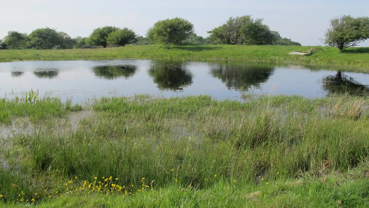 Oversvømmelser har truet med permanent at ødelægge ynglehuller for frøer ved Knudshoved Odde nær Vordingborg. Foto: Miljøstyrelsen