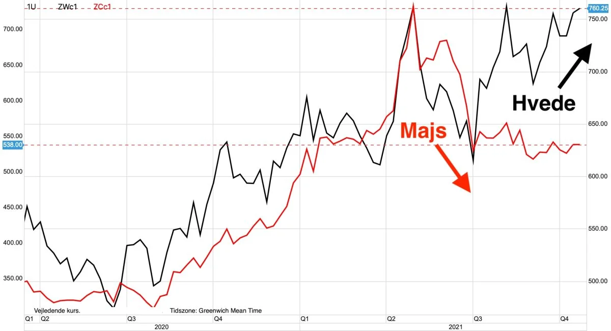 Ugegraf: CBOT Hvede vs. Majs i US-cent pr. bushel
Prisforskellen mellem hvede og majs på Chicago-børsen er stukket helt og aldeles af siden maj måned i hvedeprisen favør. Hvedeprisen virker derfor alt for dyr lige nu, set i forhold til prisen for majs.
