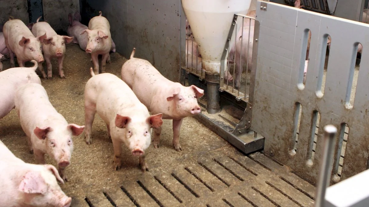 Alle andelsejere, der indkøber færdigfoder via Danish Agro, kan fremover automatisk få opdateret deres foderforbrug på Danish Crowns Dashboard. Dermed kan de hurtigt måle effekten af det indkøbte foder. Arkivfoto