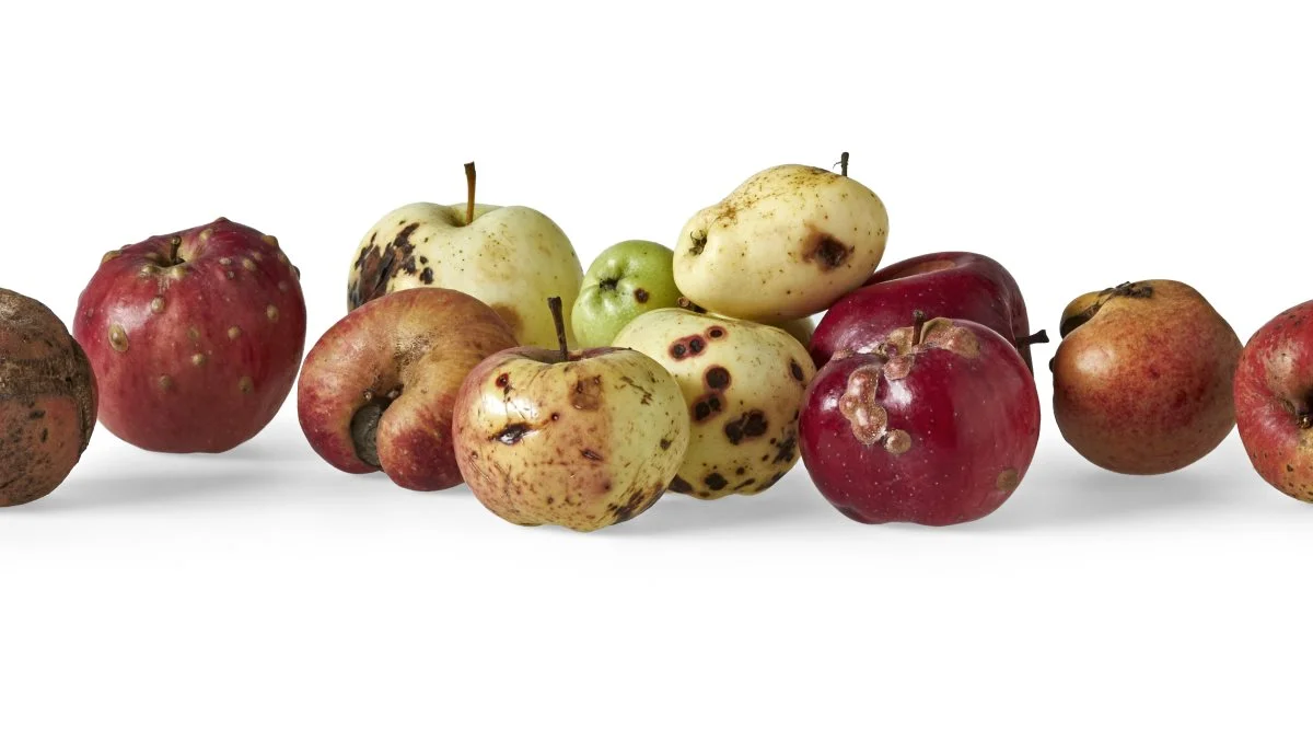 Sådan kan cideræbler se ud, når de er klar til ciderproduktionen. Flemming Villebro Jørgensen har allerede sammen med Københavns Universitet udvalgt sorter, som i 2028 skal være grundlaget for plantagen med 12.000 træer, hvor ciderproducenter kan leje udvalgte træer. Foto: Cold Hand Winery 
   
