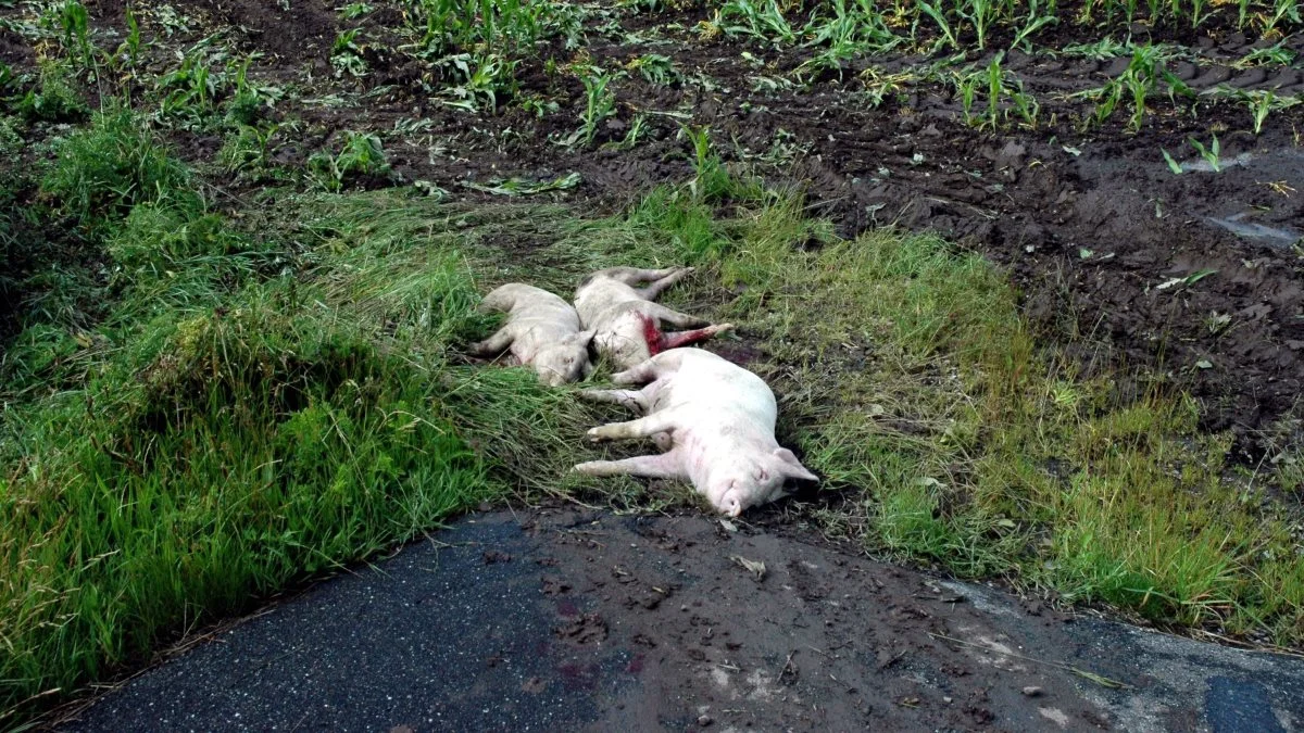 Døde dyr må ikke være det første man bliver mødt af, når man besøger en svineproduktion, lød det under et indlæg på årets Grisekongres. 