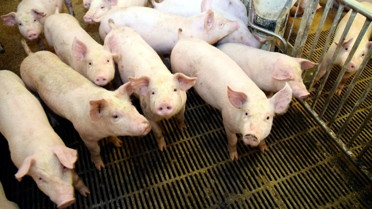 På tirsdagens årsmøde i Landbrug & Fødevarer, Svineproduktion, blev de lave svinepriser diskuteret grundigt. 