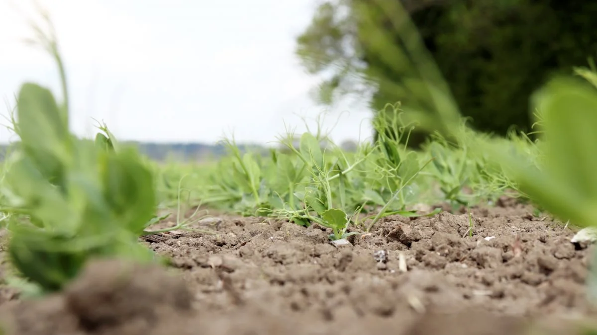 Den grønne omstilling bliver i følge Danske Vegetarisk Forening forsinket på grund af begrænset udvalgt i det plantebaserede køkken. Der ligger en stor fremtidig opgave i at udvikle nye produkter med smag og konsistens som de madvarer, folk allerede kender. Foto: Jørgen Jensen