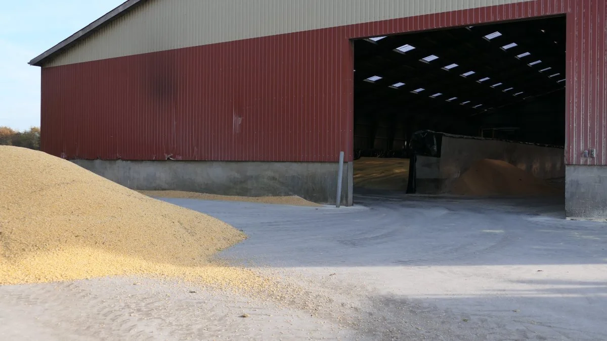 Hjemme ved silohallen køres majsen først igennem crimperen, før det lægges ind i køresiloen og presses sammen med en gummiged. Hos Uhrenholt anvendes kolbemajsen til søerne. 