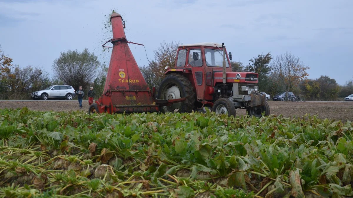 Ved dette års roedag deltog omkring 13 af klubbens medlemmer med forskellige maskiner og redskaber. Blandt andet var det to Taarup grønthøstere, der stod for aftopning af roerne.