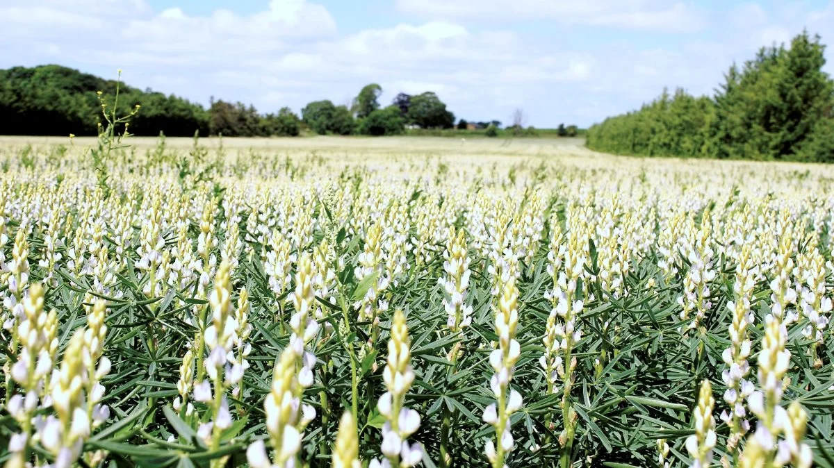 Lupiner udgør sammen med ærter, vårhvede og vårbyg den grundlæggende forsyning med protein. Arkivfoto