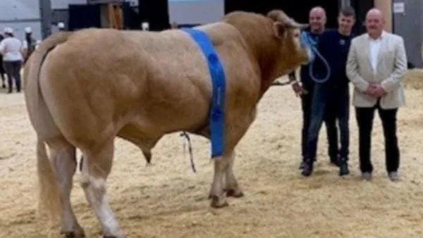 24 point gik til tyren Jacco med ejeren Henry Pool og hans søn Frederik samt dommeren Bert Groen. Det skete på årets Kimbrerskue. Foto: Jens Holm Danielsen