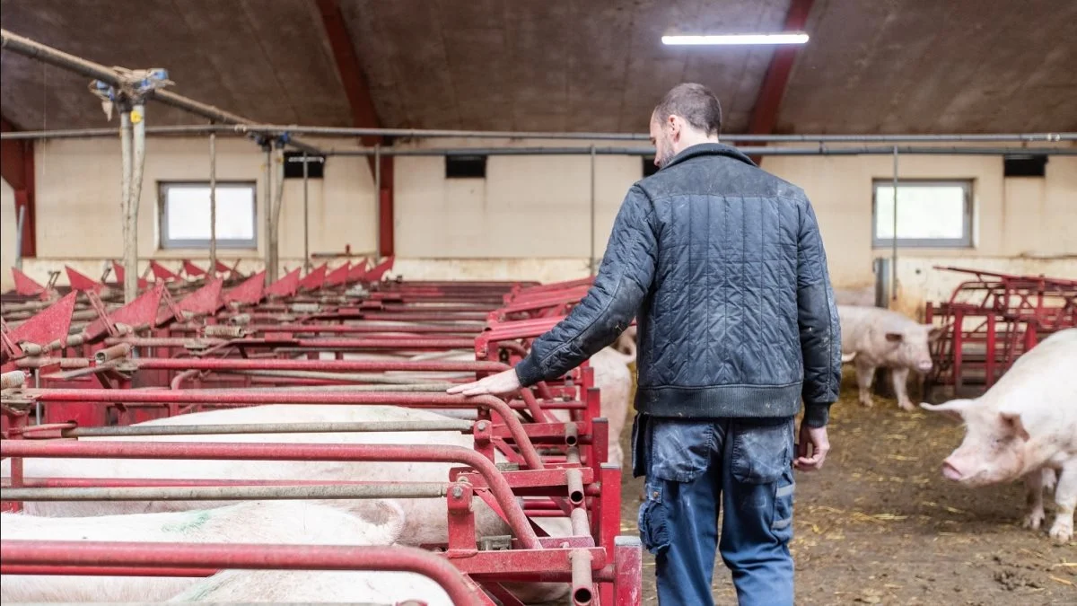 Det er en gevaldig gevinst for både klimaet og bundlinjen, når man som svineproducent øger grisenes produktivitet i stalden. Foto: Velas