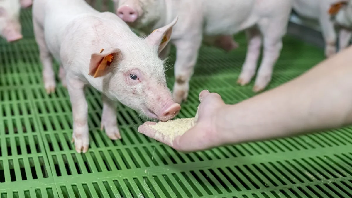 Der kan måske snart være brug for at importere færre mængder soja til Kina med den nye metode, der kan omsætte kulilte til proteinløsninger til dyrehold. Arkivfoto