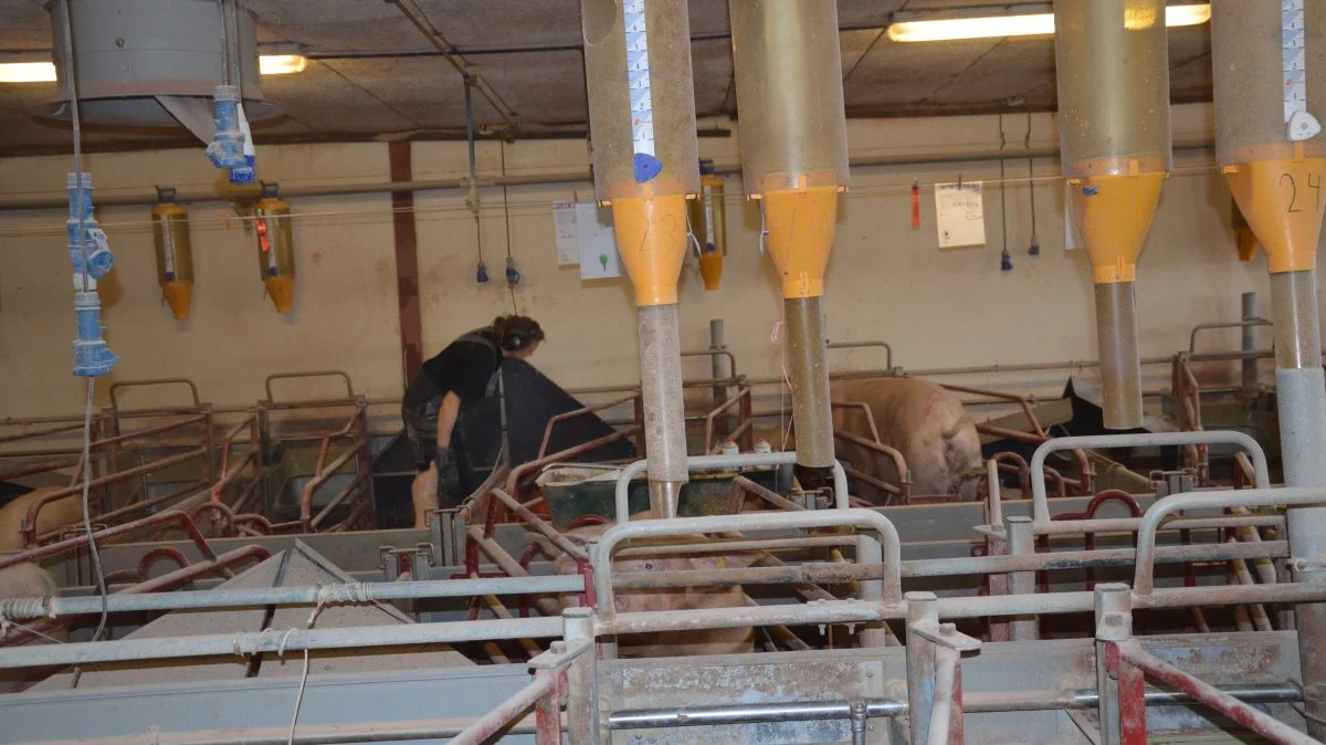 Ved at øge produktiviteten i svinestalden kan det lade sig gøre både at skabe en bedre bundlinje og samtidig reducere i sit CO2-aftryk. Arkivfoto: Camilla Bønløkke