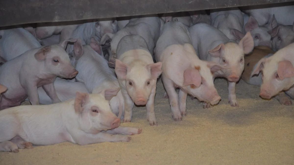 I svineproduktionen er det muligt at udregne alt fra det nøjagtige CO2-aftryk i den eksisterende produktion til de besparelser og merfortjenester, de enkelte tiltag gør her. Arkivfoto: Camilla Bønløkke