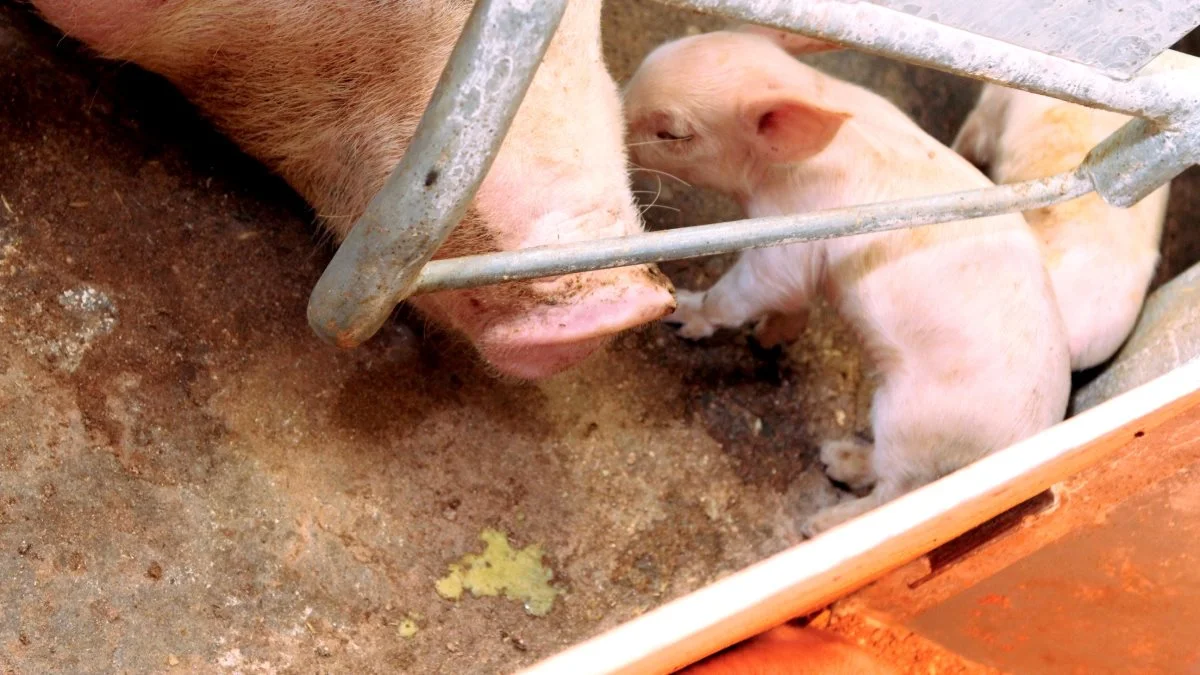 Symptomer på diarré forårsaget af den almindeligt forekommende bakterie CPA er gullig diarré inden for de første fem levedøgn, forklarer Ceva Animal Health, der står bag den nye vaccine mod spædgrisediarré. Arkivfoto