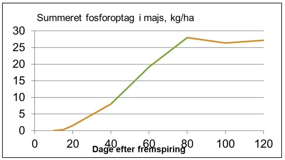 Fosforoptag over tid i majs. Forbruget er højest mellem 40 og 80 dage fra fremspiring, hvorfor det gælder om at vælge en startgødning, der stiller fosfor til rådighed fra start, men også over tid.