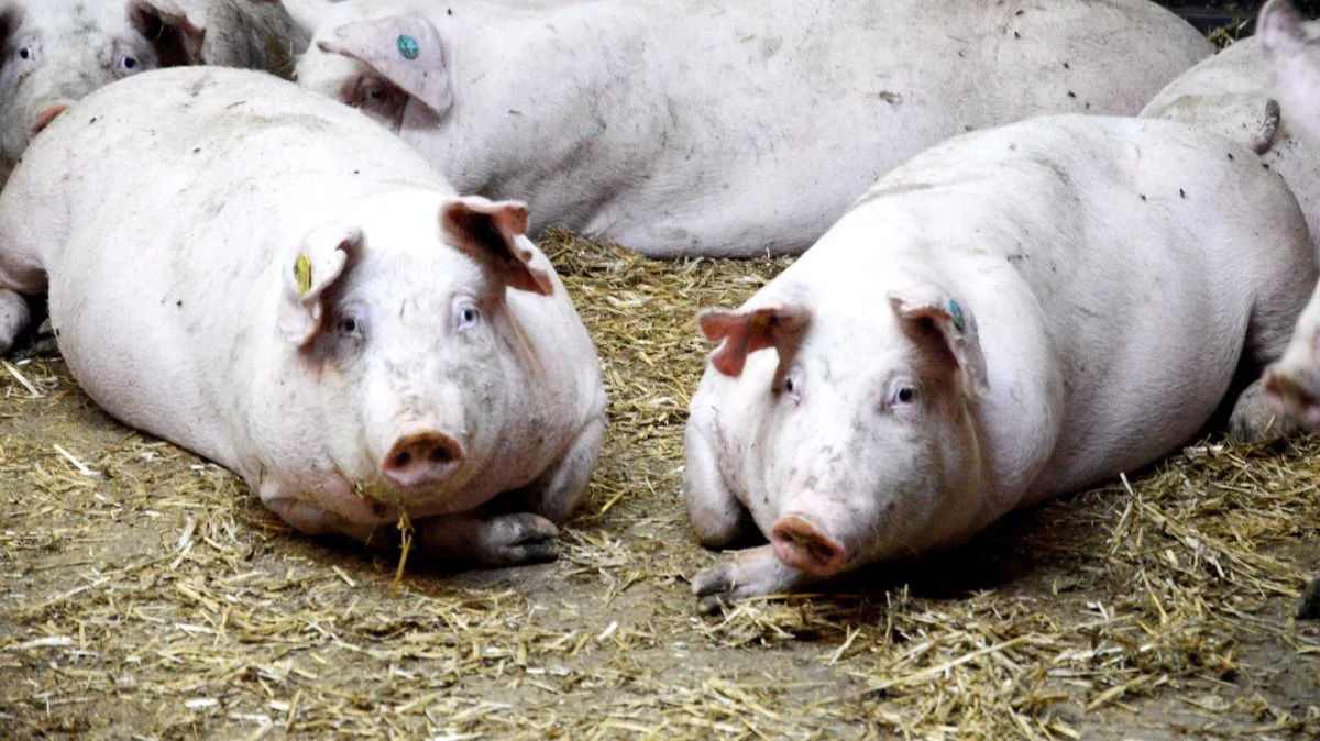 Flere producenter opfattede Fødevarestyrelsens målrettede kampagne med breve i e-Boks om reduktion af antibiotikaforbrug som ligegyldig og nedladende. Flere producenter vil til gengæld gerne deltage i en mere rådgivende dialog med mulighed for en mere nuanceret tilgang til sagen. Arkivfoto