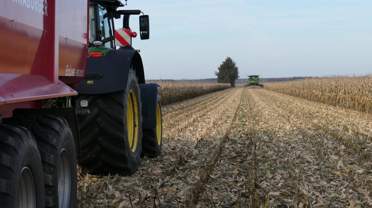 Efterhånden er det ikke så sjældent at se en mejetærsker tærske majs i oktober. Selv på de køligere lokaliteter i Midt- og Nordjylland er der i dag eksempler på dyrkning af kolbe og kernemajs. 