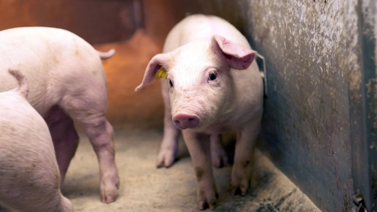 Den tyske VEZG-notering rører sig ikke ud af stedet.