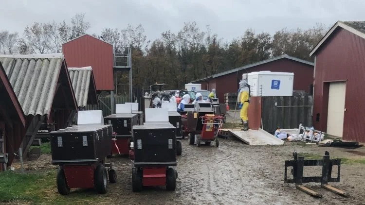 Det er nu et år siden, at myndighederne var i gang med at aflive mink på danske minkfarme. Arkivfoto: Brian Langballe Kristiansen