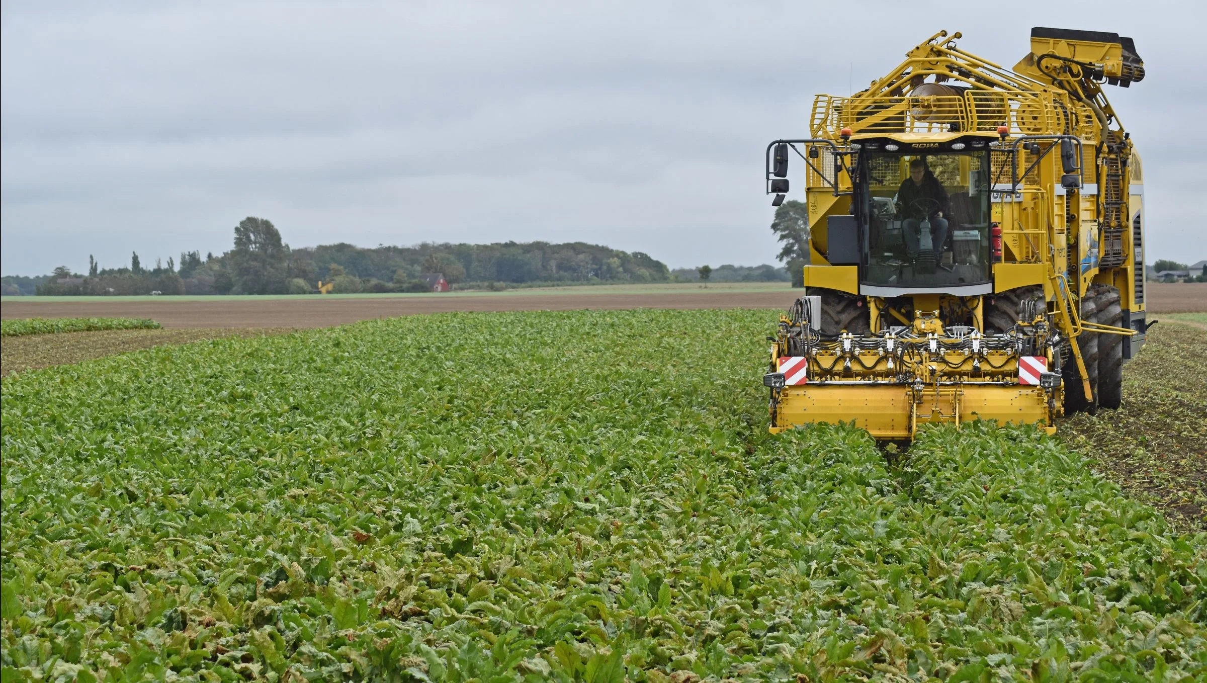 Roemark med den højtydende Maribo-sort Roxy fra DLF Beet Seed. Foto: Ulrik Larsen