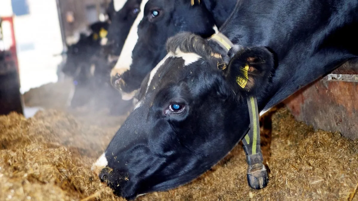 - Mælkeprisstigningen på 7,5 øre er stærkt tiltrængt grundet de fortsat stigende priser på korn og proteinafgrøder samt øvrige udgifter, skriver økonomikonsulent i Sagro, Keld Dieckmann, i sin analyse. Arkivfoto