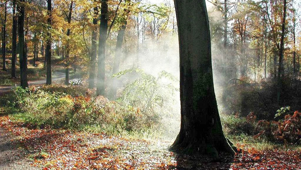 Nf Plus, Agri Nord og LandboNord, er gået sammen for at få mere indflydelse på udformningen af den planlagte Nationalpark Tranum i Jammerbugt Kommune. Arkivfoto