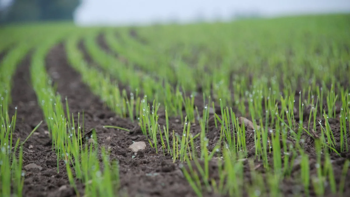 - Hvis man ikke ligger blandt de bedste 33 procent, så skal man have fokus på at øge sin indtjening, siger Betina Skak Vestergaard, der er økonomikonsulent i Agri Nord. 