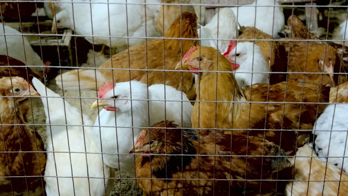 Veganerpartiet begrunder politianmeldelserne med, at ny forskning fra Københavns Universitet viser, at mere end 50 procent af alle høns i moderne ægproduktion brækker brystbenet en eller flere gange i deres levetid. Foto: Veganerpartiet