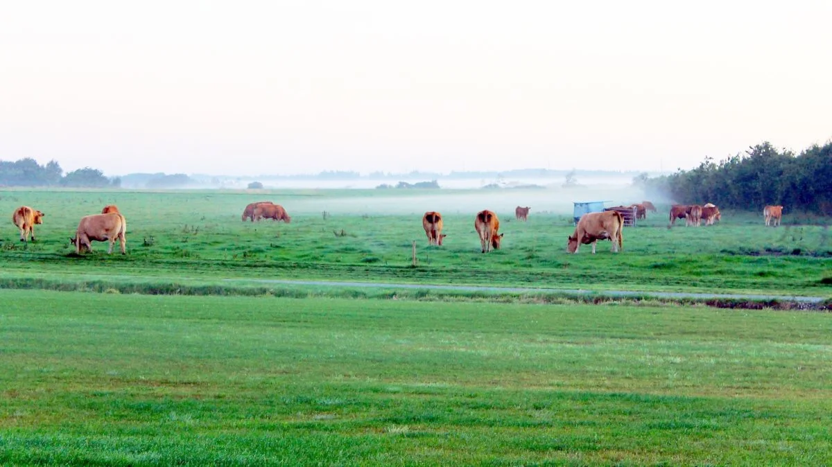 Landdistriktspuljen støtter projekter der kan fastholde eller udvikle lokale kultur- og fritidstilbud, og som understøtter omstilling og udvikling af landsbyer og mindre bysamfund i landdistrikterne. Arkivfoto