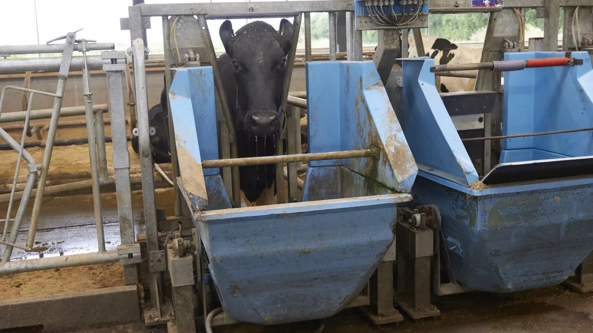 En stor dosis Stof X viser sig at påvirke køernes ædelyst og mælkeproduktion. Derfor er der nu endnu flere forsøg på vej, hvor dosis og tildelingsmåde blandt andet skal finjusteres. Arkivfoto: Tenna Bang