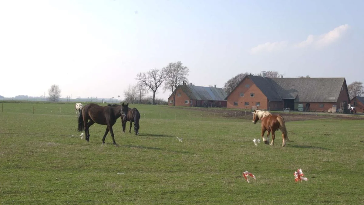Når et landbrug eller en landejendom generationsskiftes, er korrekte anvendelseskoder for bygningerne væsentligt. Det samme gælder, at der er styr på alle landzonetilladelser, påpeger ejendomsmægler. Arkivfoto