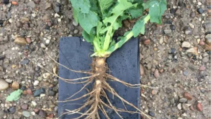 En optimal rapsplante lige før vinteren sætter ind. - Vi vil i dag gerne have en plante med cirka 10 blade, 15-20 cm pælerod og 15-20 mm rodhals, oplyser Hans Jørgen Bak. Foto: Bayer
